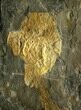Rare Placoderm (Cowralepis) Fossil - #6536-3